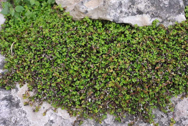 Soleirolia soleirolii.3.jpg