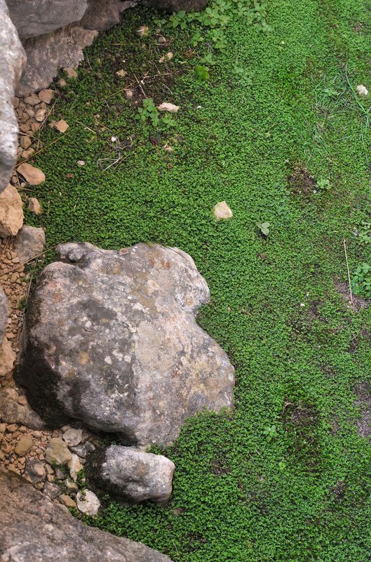 Soleirolia soleirolii.4.jpg