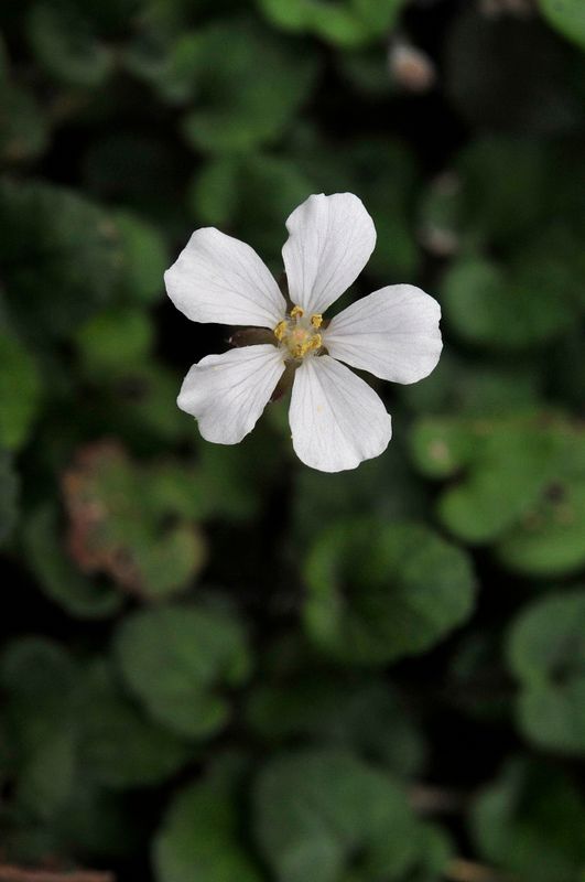 Erodium_reichardii. Close-up.jpg