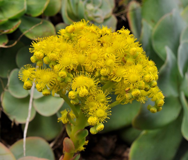 Aeonium diplocyclum. Closer.2.jpg