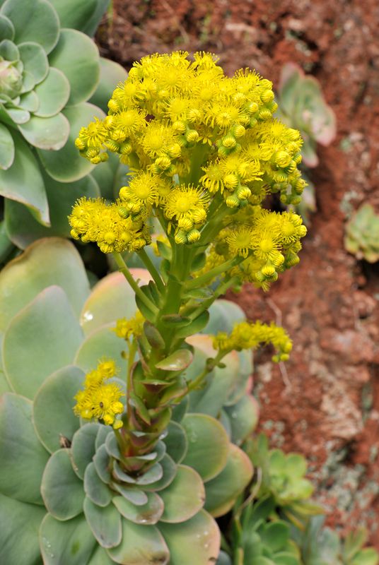 Aeonium diplocyclum. Closer.jpg