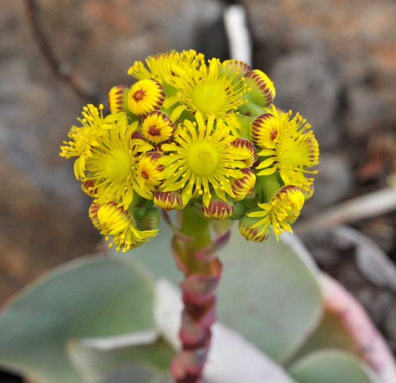 Aeonium diplocyclum. Close-up.2.jpg