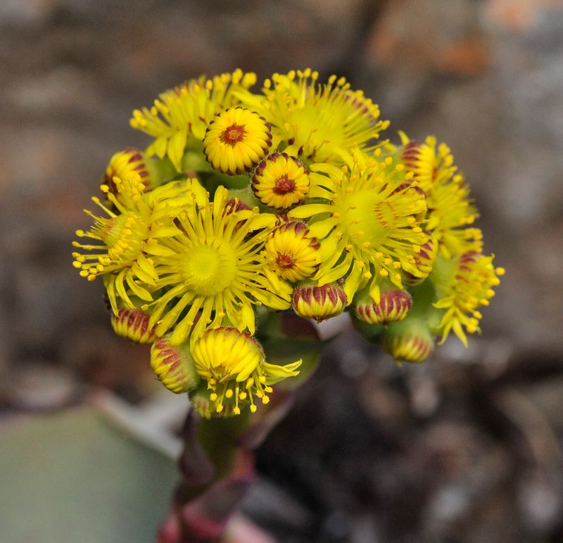 Aeonium diplocyclum. Close-up.3.jpg