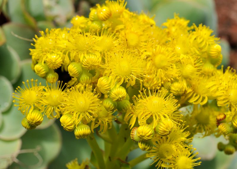 Aeonium diplocyclum. Close-up.jpg