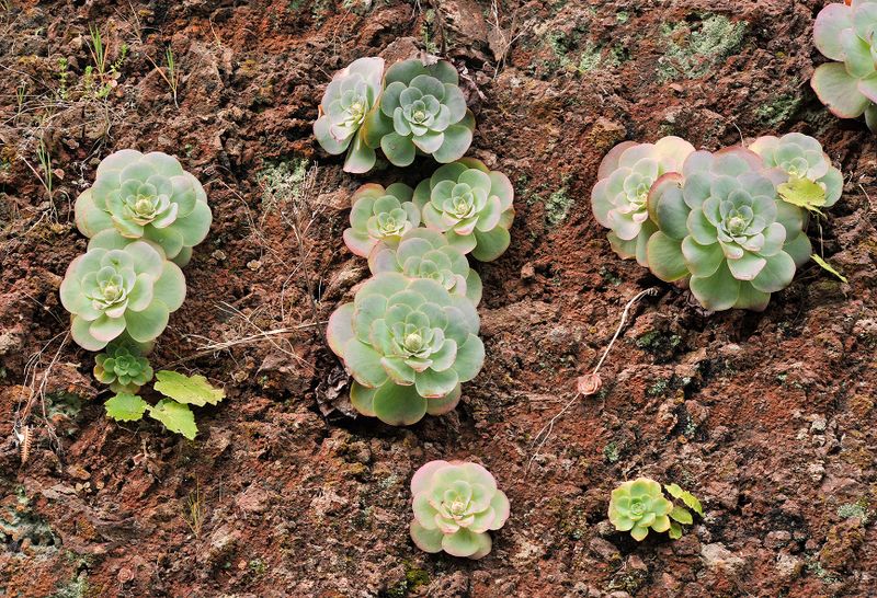 Aeonium diplocyclum. With hybrids.2.jpg