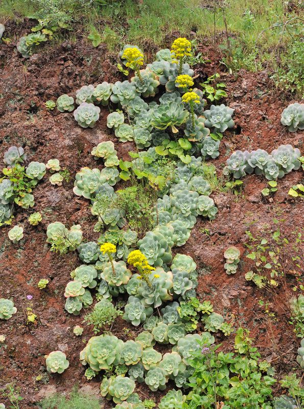 Aeonium diplocyclum. With hybrids.4.jpg