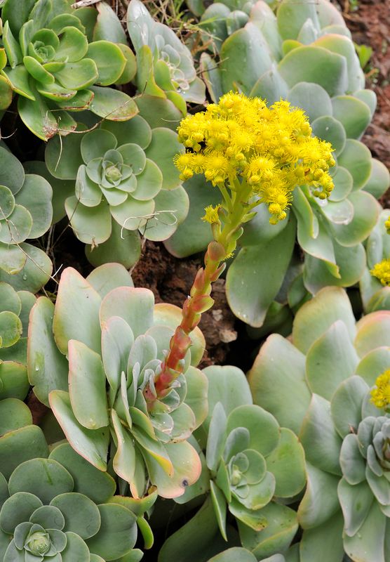 Aeonium diplocyclum.2.jpg