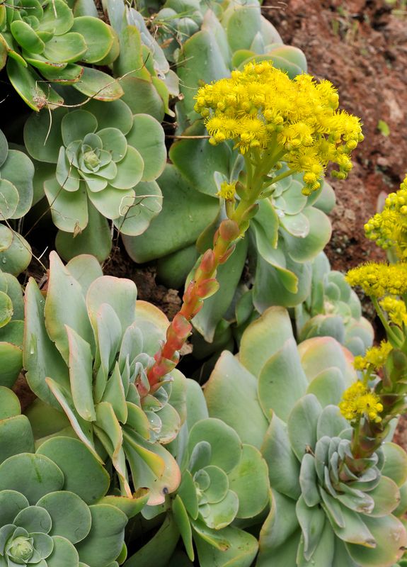 Aeonium diplocyclum.3.jpg