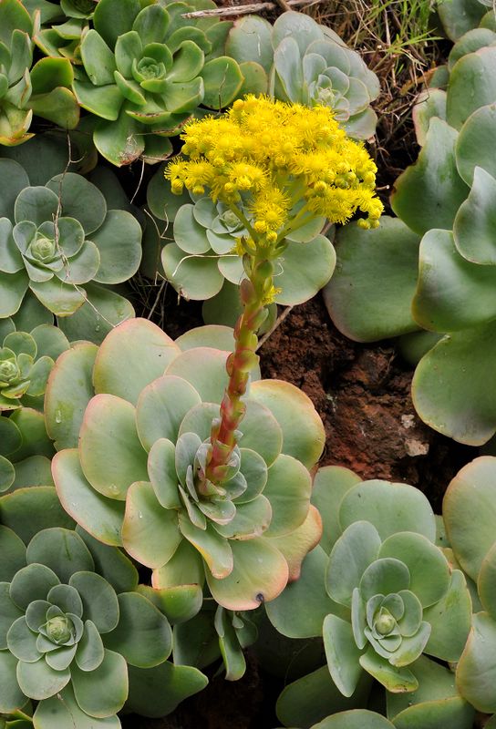 Aeonium diplocyclum.6.jpg
