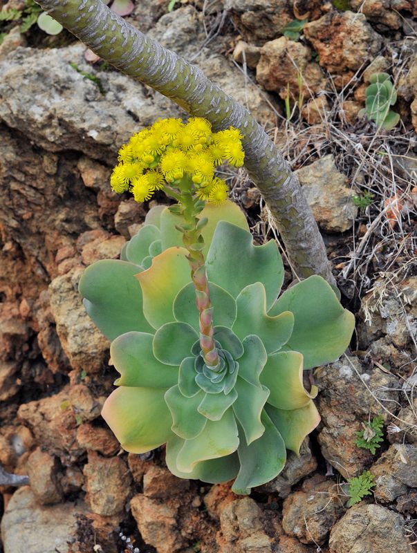 Aeonium diplocyclum.9.jpg