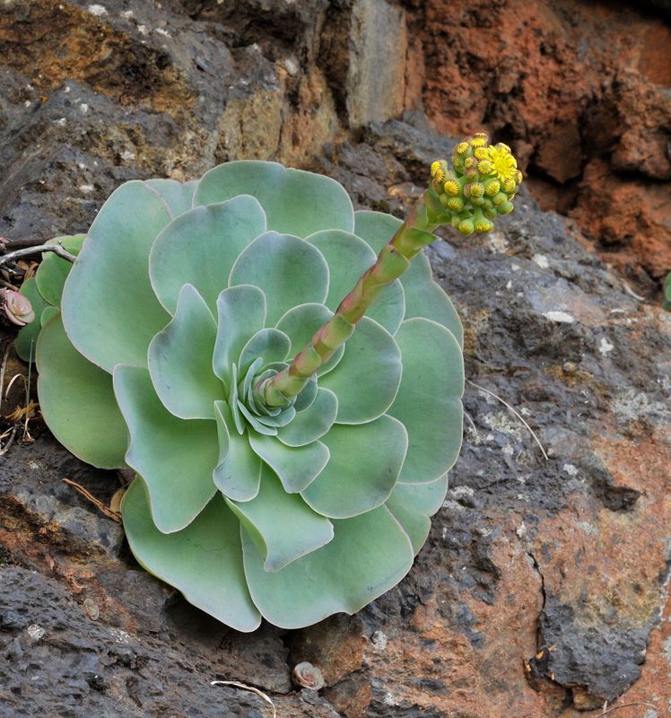 Aeonium diplocyclum.13.jpg