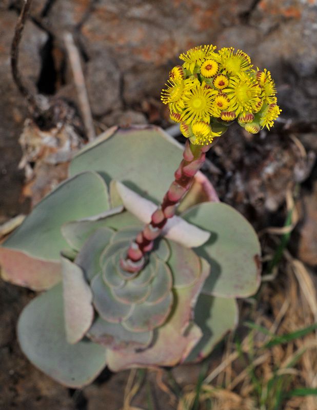 Aeonium diplocyclum.14.jpg