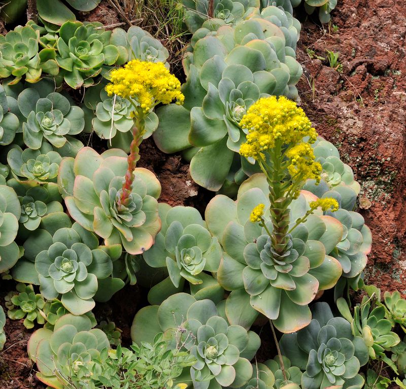 Aeonium diplocyclum.jpg