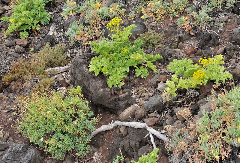 Astydamia latifolia and Argyranthemum frutescens.