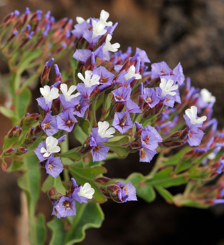 Limonium imbricatum. Close-up.