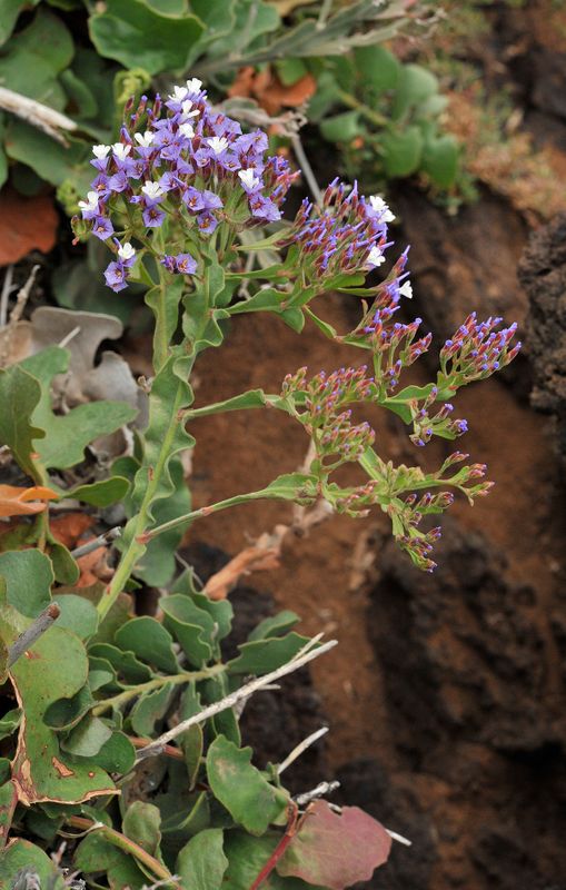 Limonium imbricatum. Inflorescence.