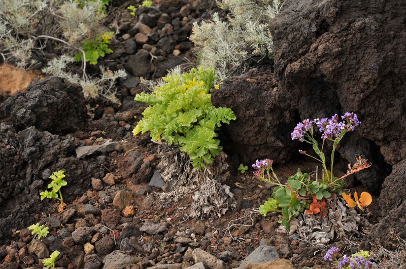 Limonium imbricatum