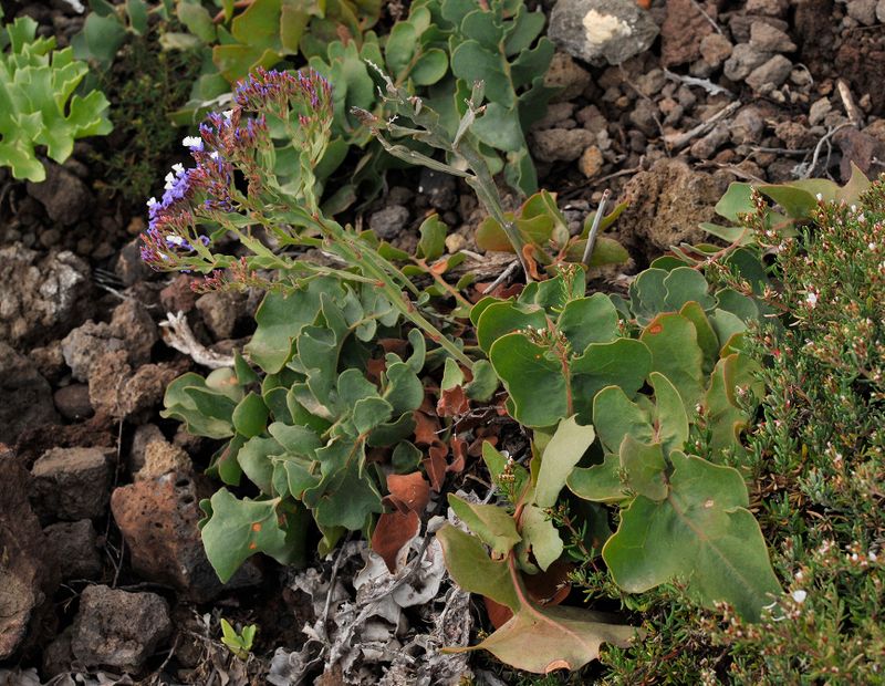 Limonium imbricatum
