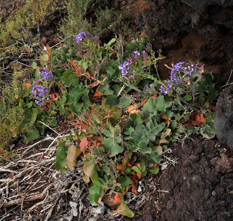 Limonium imbricatum