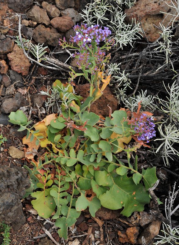 Limonium imbricatum