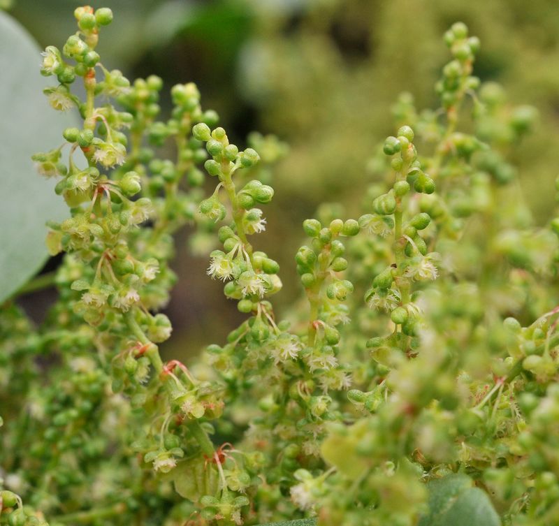 Rumex lunaria. Close-up.jpg
