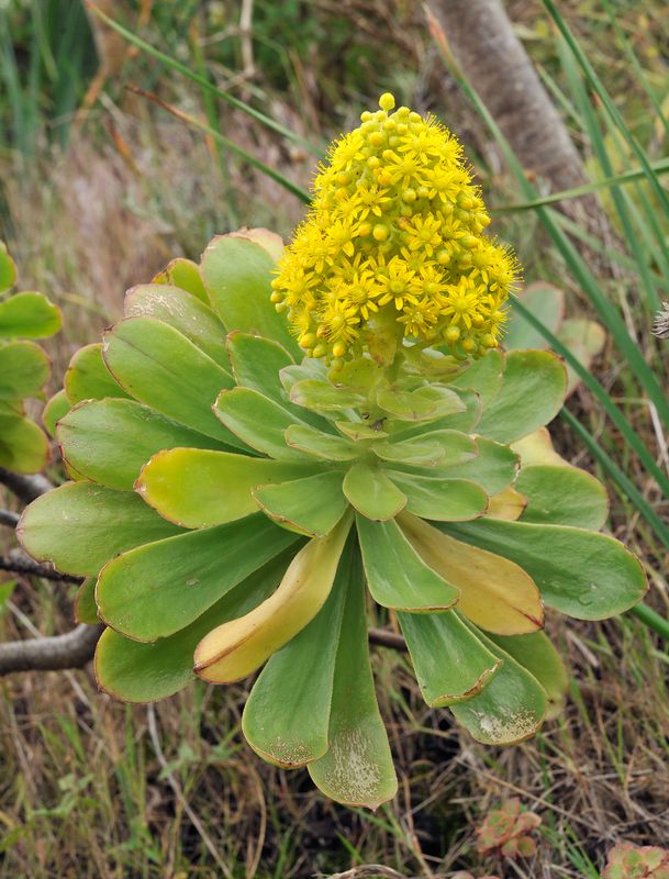 Aeonium arboreum ssp. holochrysum. Closer.