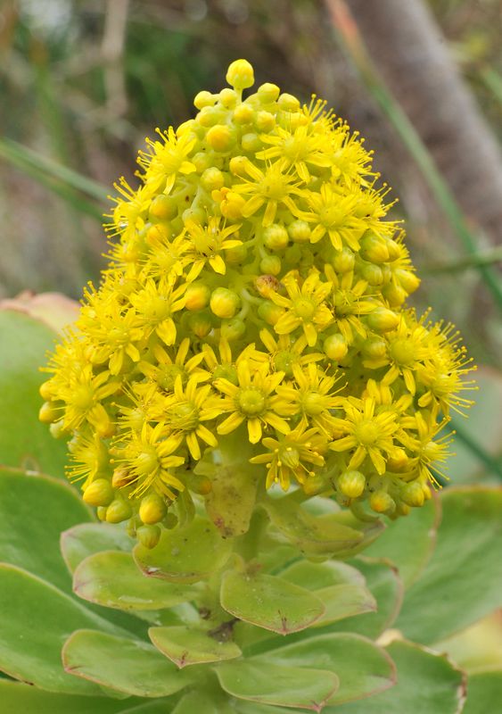 Aeonium arboreum ssp. holochrysum. Close-up.