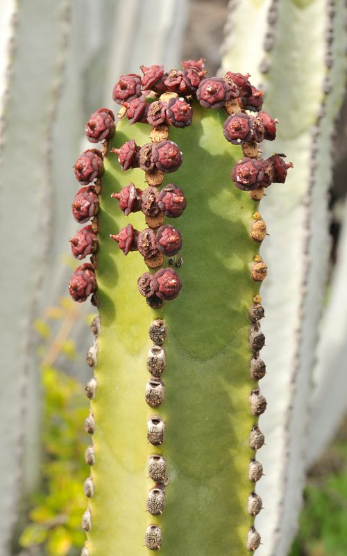 Euphorbia canariensis. Closer.