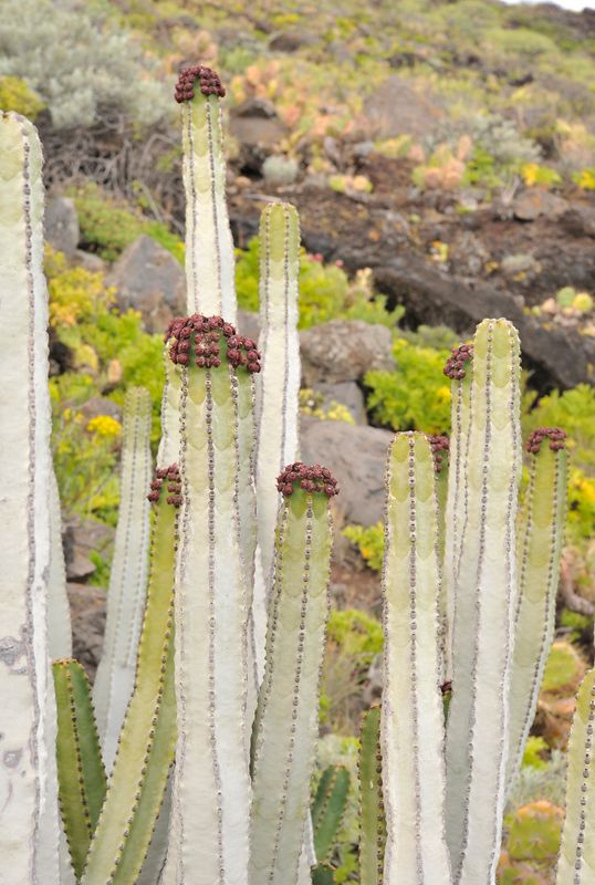Euphorbia canariensis. Closer.