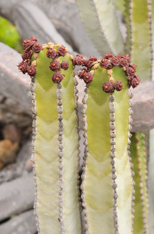 Euphorbia canariensis. Closer.