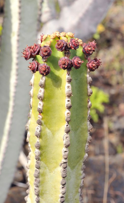 Euphorbia canariensis. Closer.