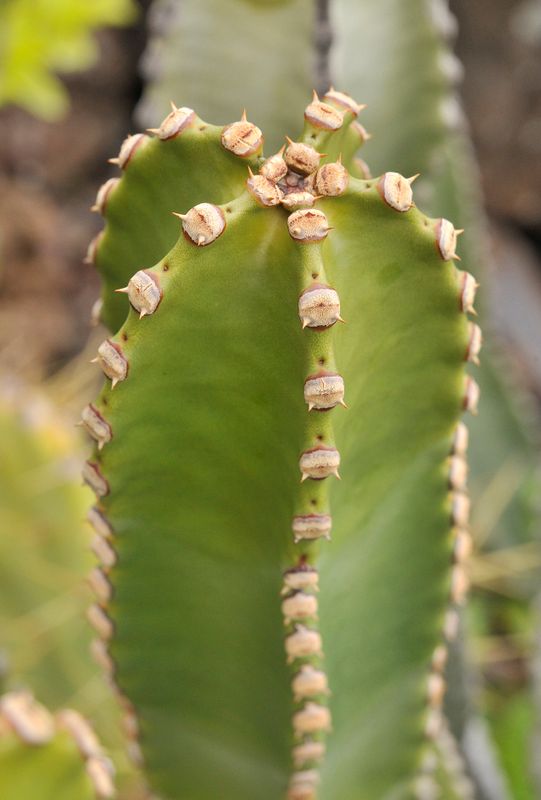 Euphorbia canariensis. Close-up branch.