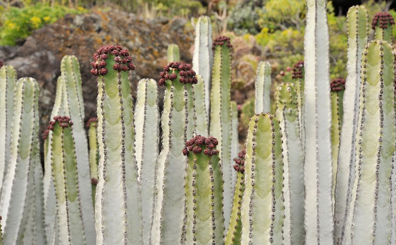 Euphorbia canariensis