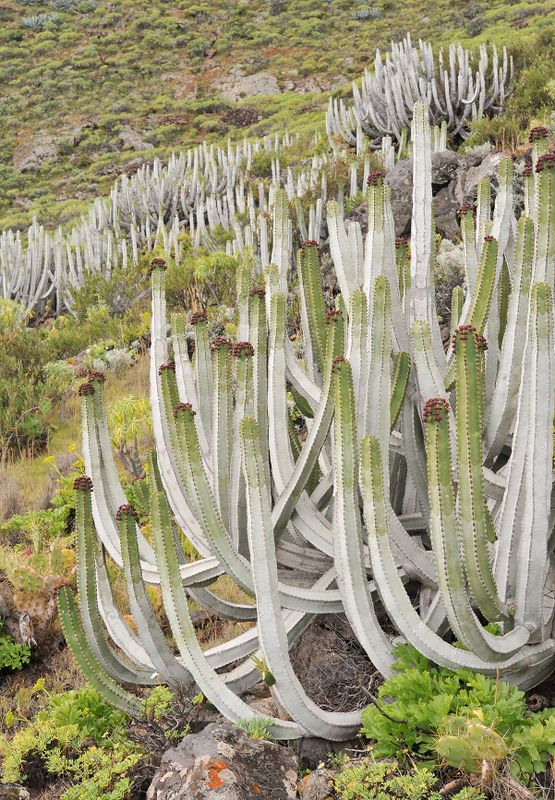 Euphorbia canariensis