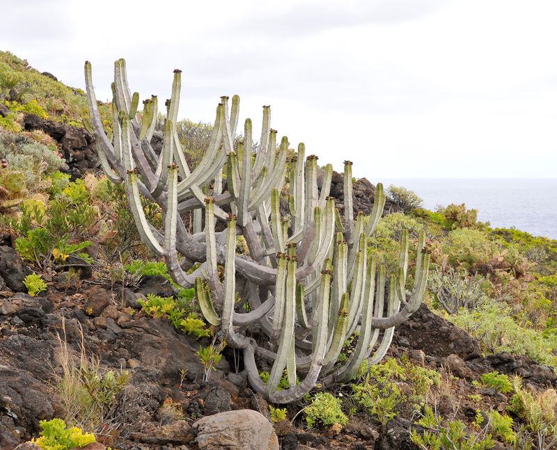 Euphorbia canariensis