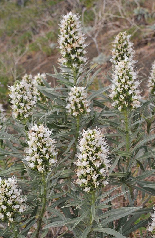 Echium  bond-spraguei. Closer.5.jpg