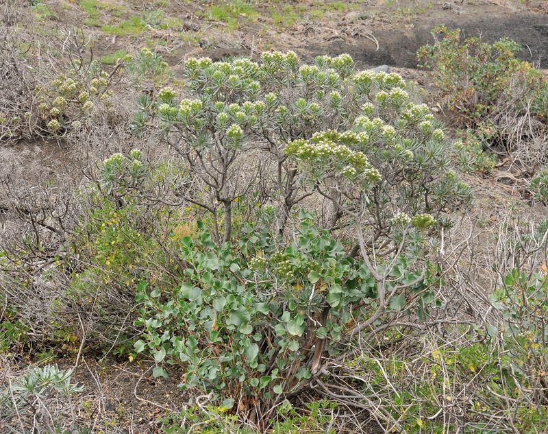 Echium brevirame.3.jpg