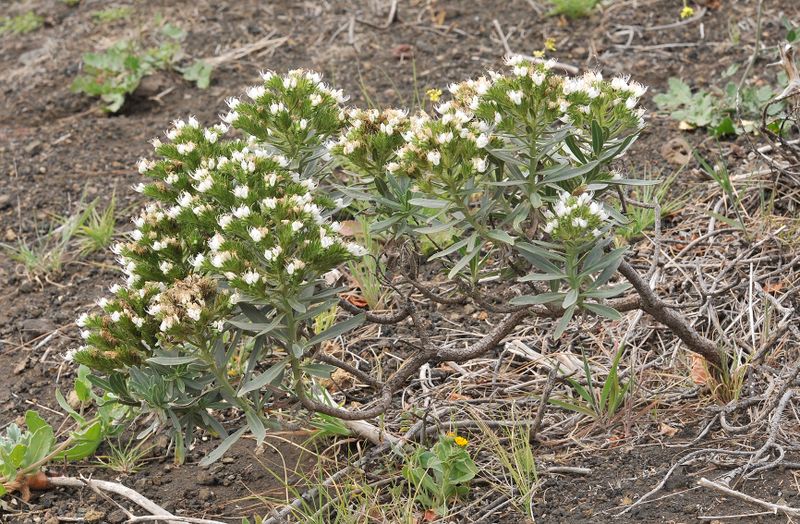 Echium brevirame.5.jpg