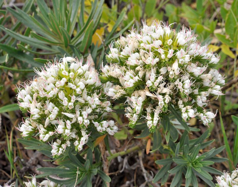 Echium brevirame.Close-up.jpg