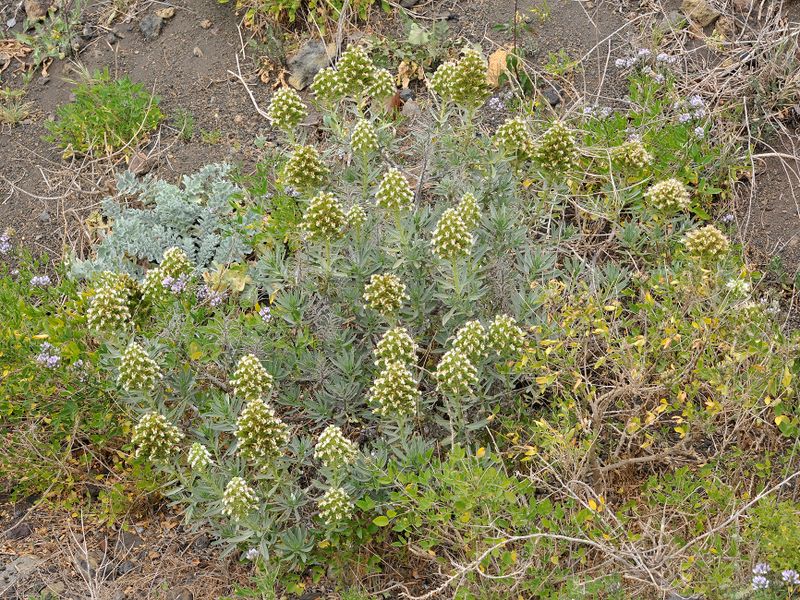 Echium brevirame.jpg