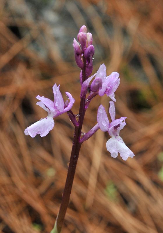Orchis mascula subsp. lapalmensis. Closer.jpg
