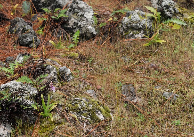 Orchis mascula subsp. lapalmensis. In habitat.jpg