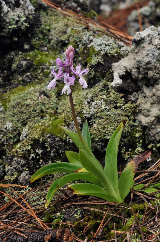 Orchis mascula subsp. lapalmensis.2.jpg