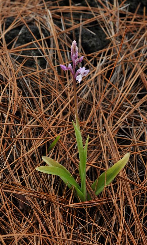 Orchis mascula subsp. lapalmensis.3.jpg