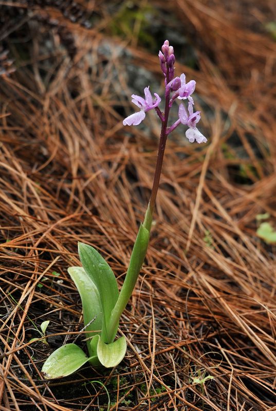 Orchis mascula subsp. lapalmensis.4.jpg