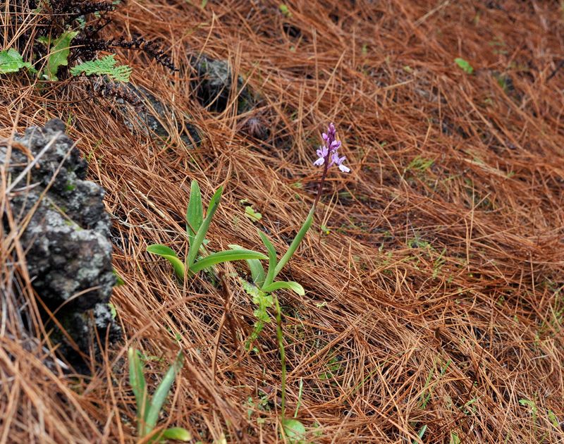 Orchis mascula subsp. lapalmensis.5.jpg
