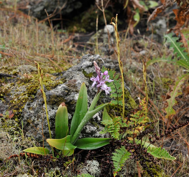 Orchis mascula subsp. lapalmensis.6.jpg