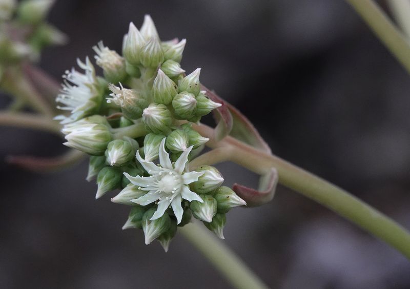 Aeonium davidbramwellii. Close-up.jpg
