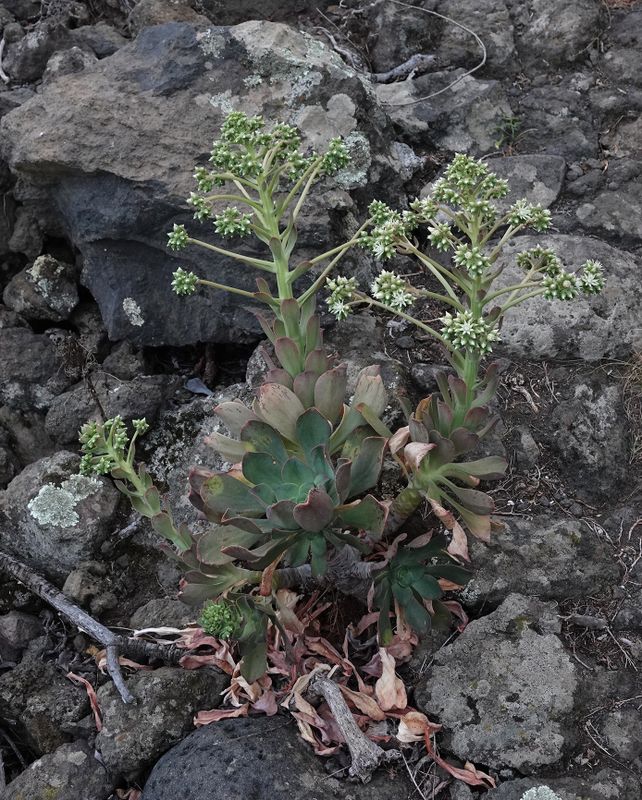 Aeonium davidbramwellii.2.jpg