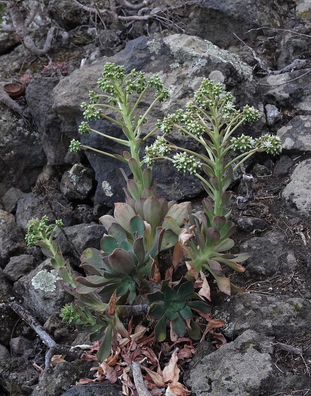 Aeonium davidbramwellii.jpg